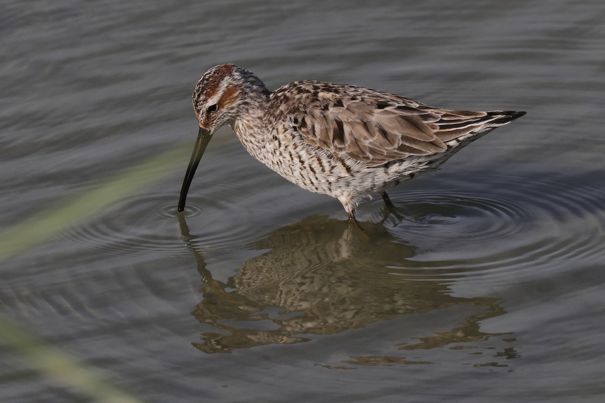 Bécasseau à échasses - ML643989004