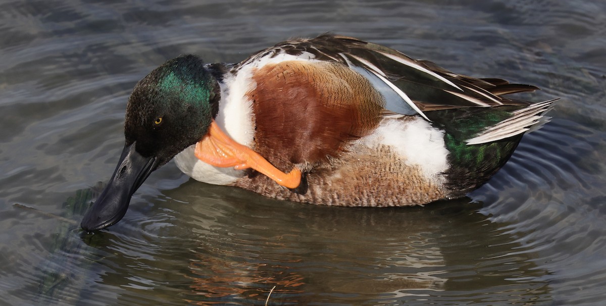 Canard souchet - ML643989040