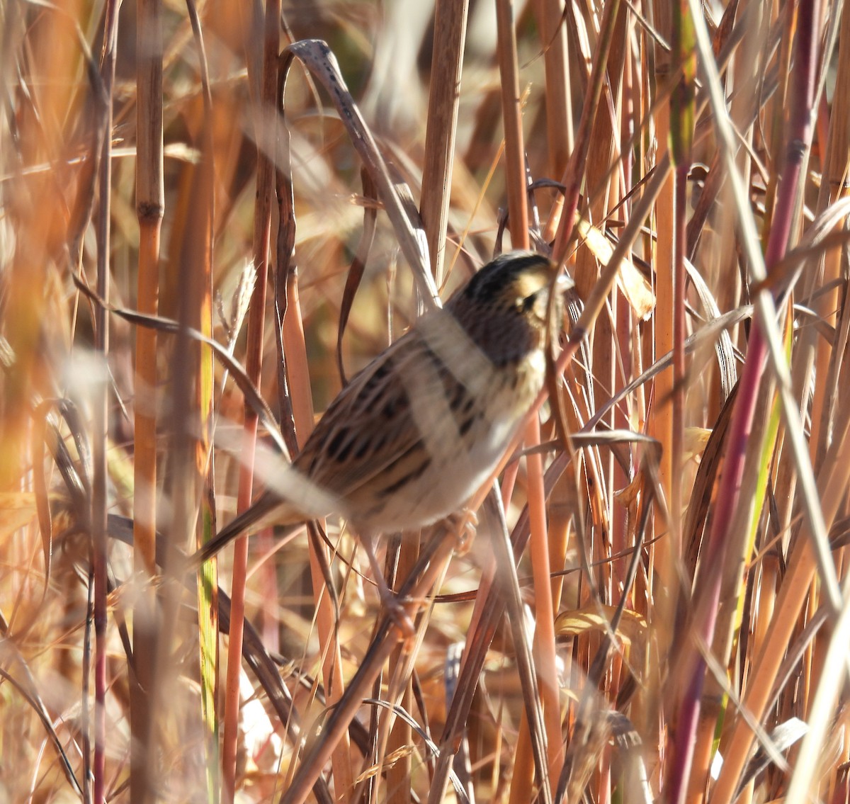 LeConte's Sparrow - ML643989044