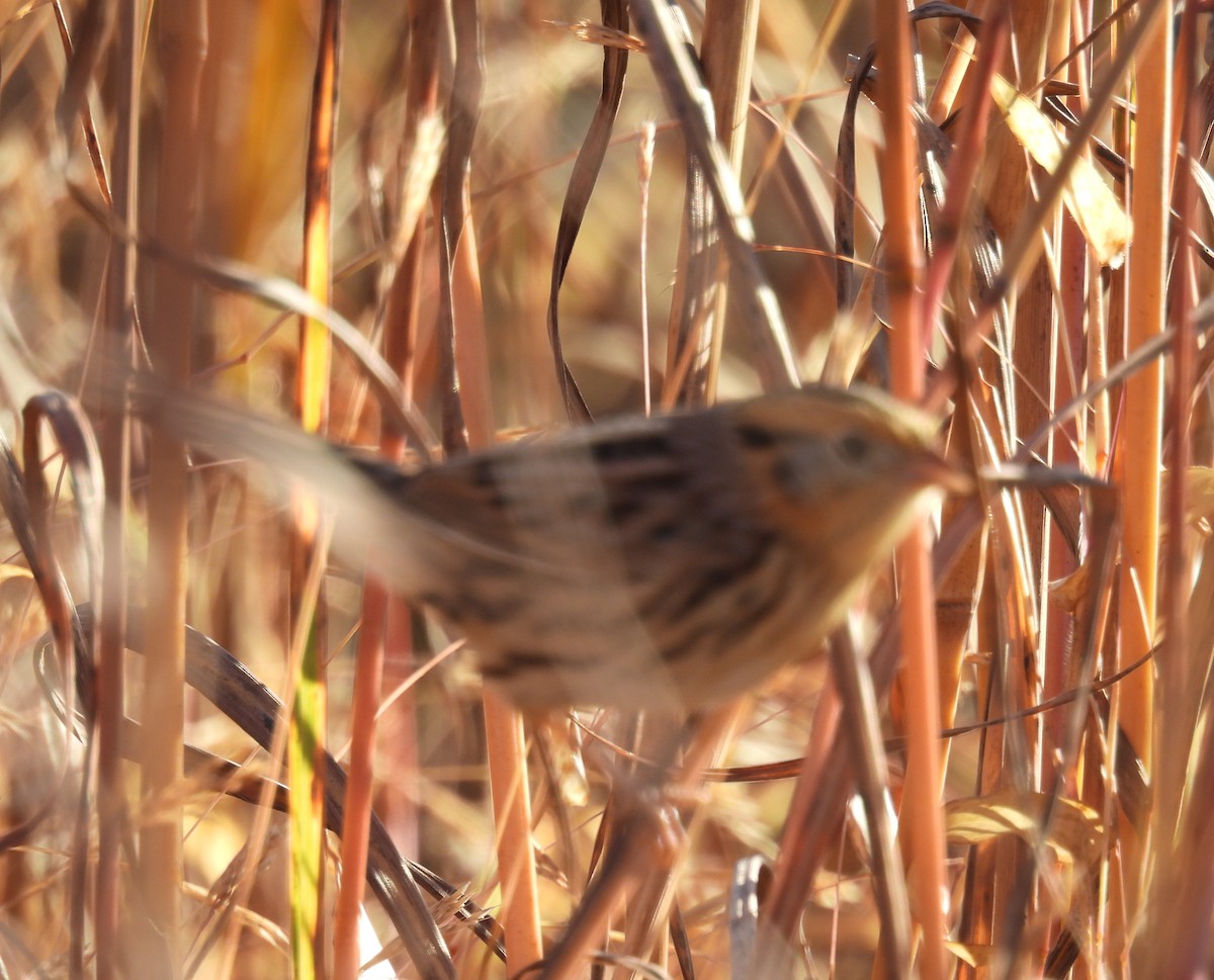 LeConte's Sparrow - ML643989067