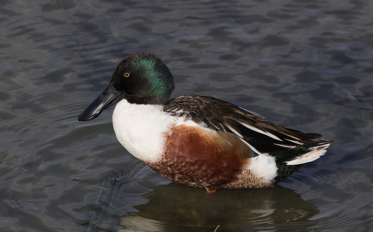 Canard souchet - ML643989068