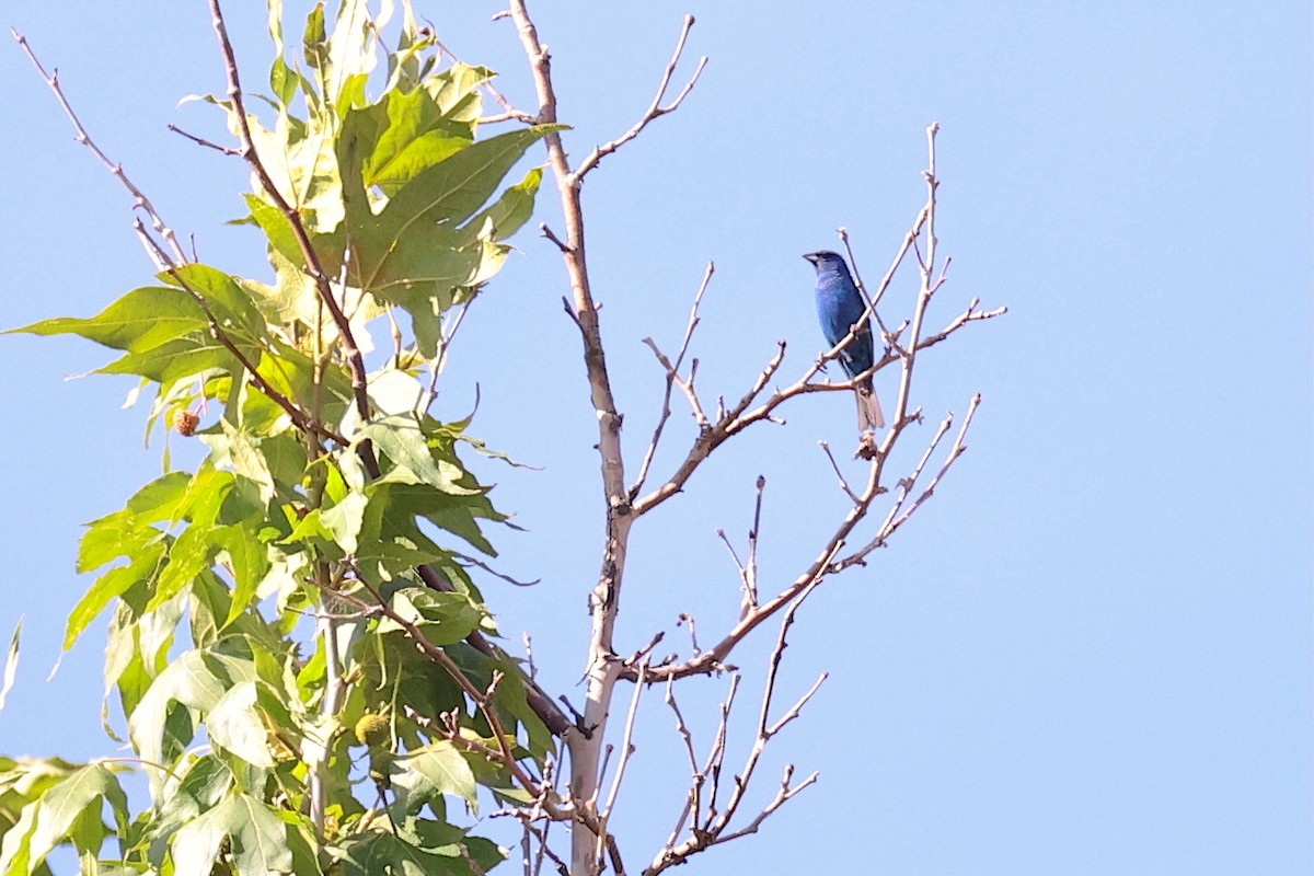 Indigo Bunting - ML643989071