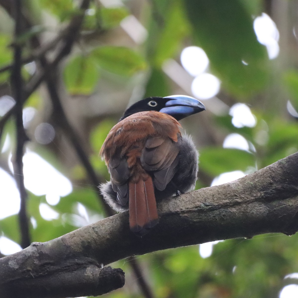 stornebbvanga - ML643989073