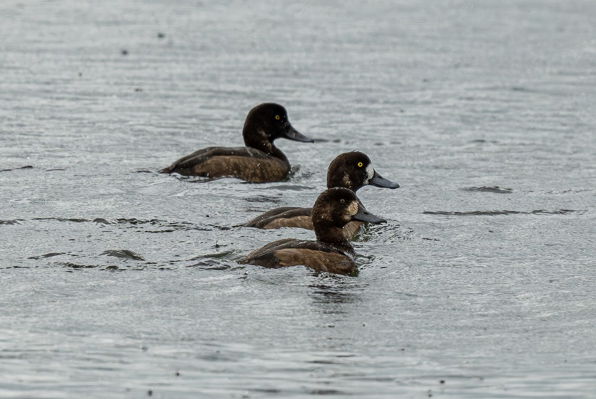Greater/Lesser Scaup - ML643989081