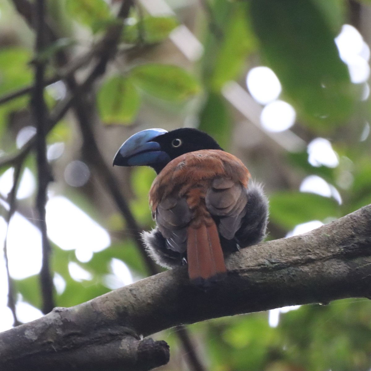 stornebbvanga - ML643989087