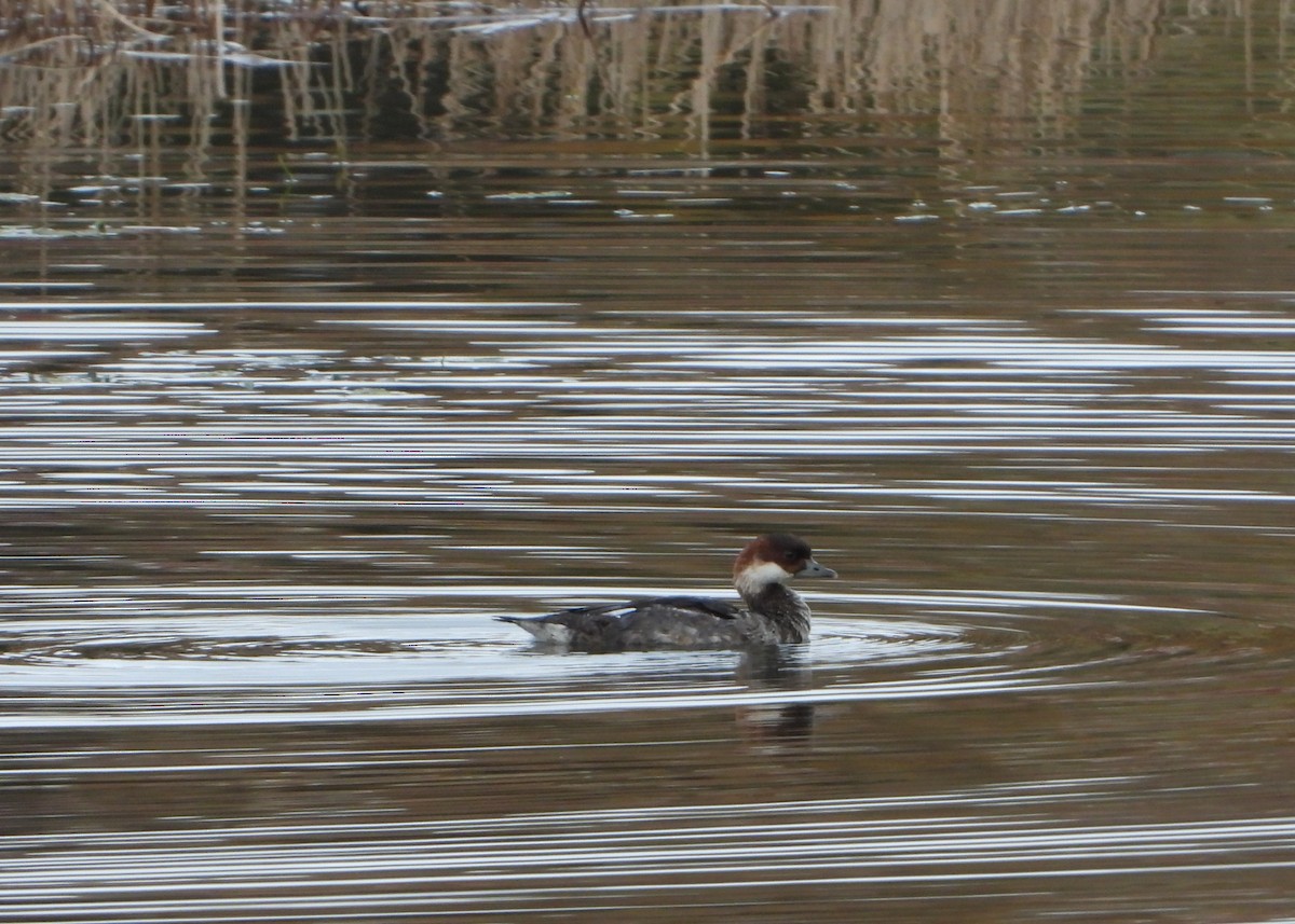 Цахиур бохио - ML643989088