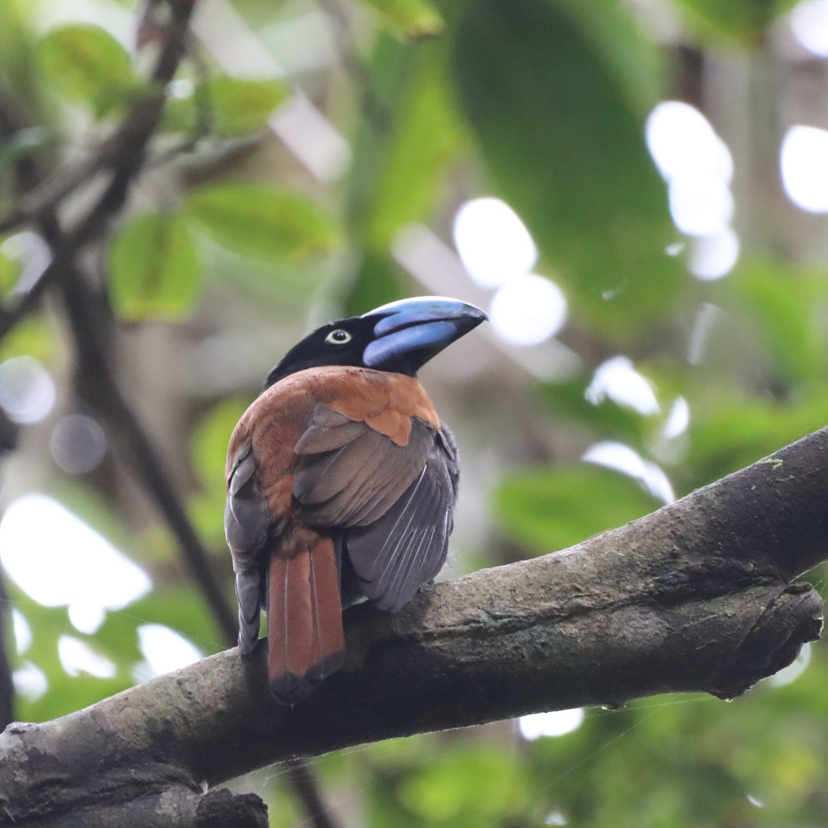 stornebbvanga - ML643989094