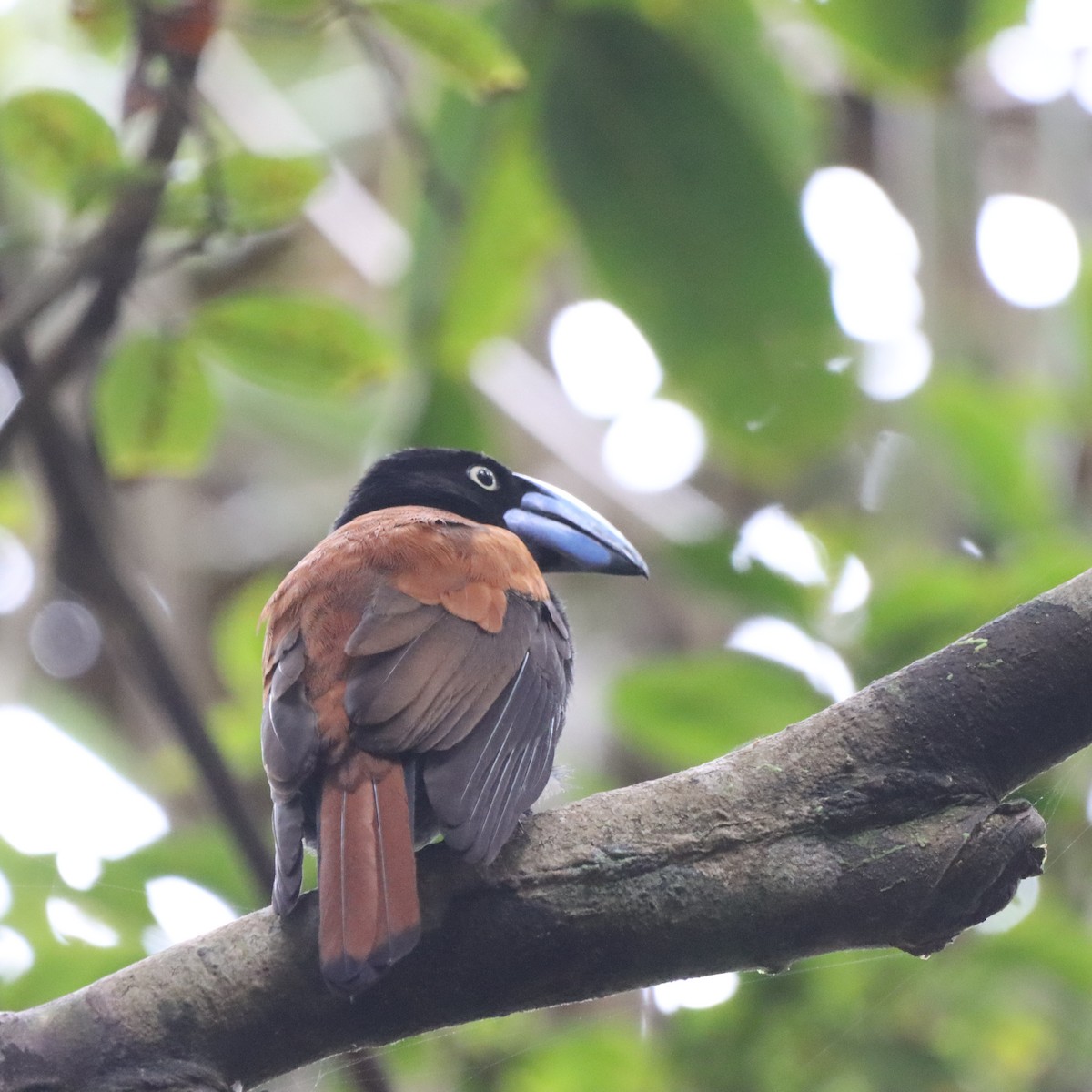 stornebbvanga - ML643989100