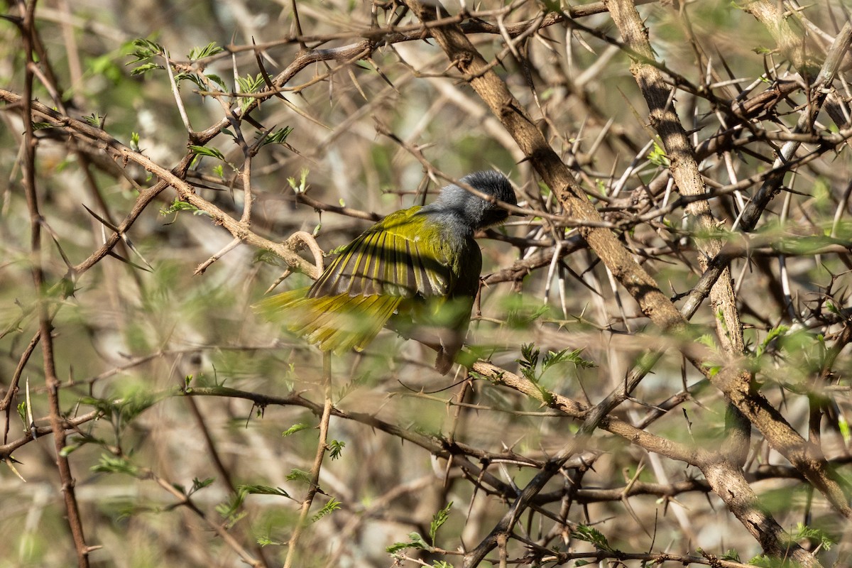 Желтогрудый апалис - ML643989101