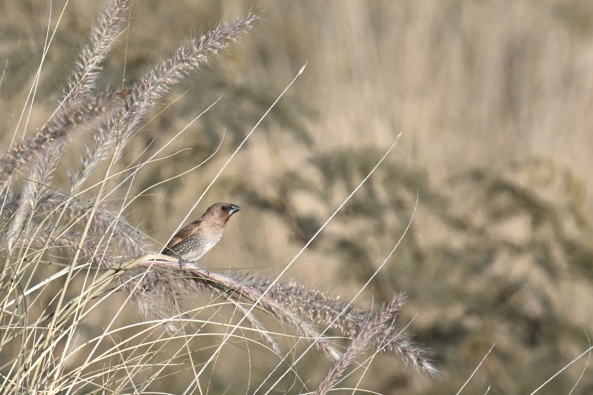 Scaly-breasted Munia - ML643989103
