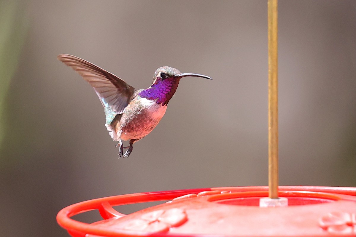 Colibri lucifer - ML643989112