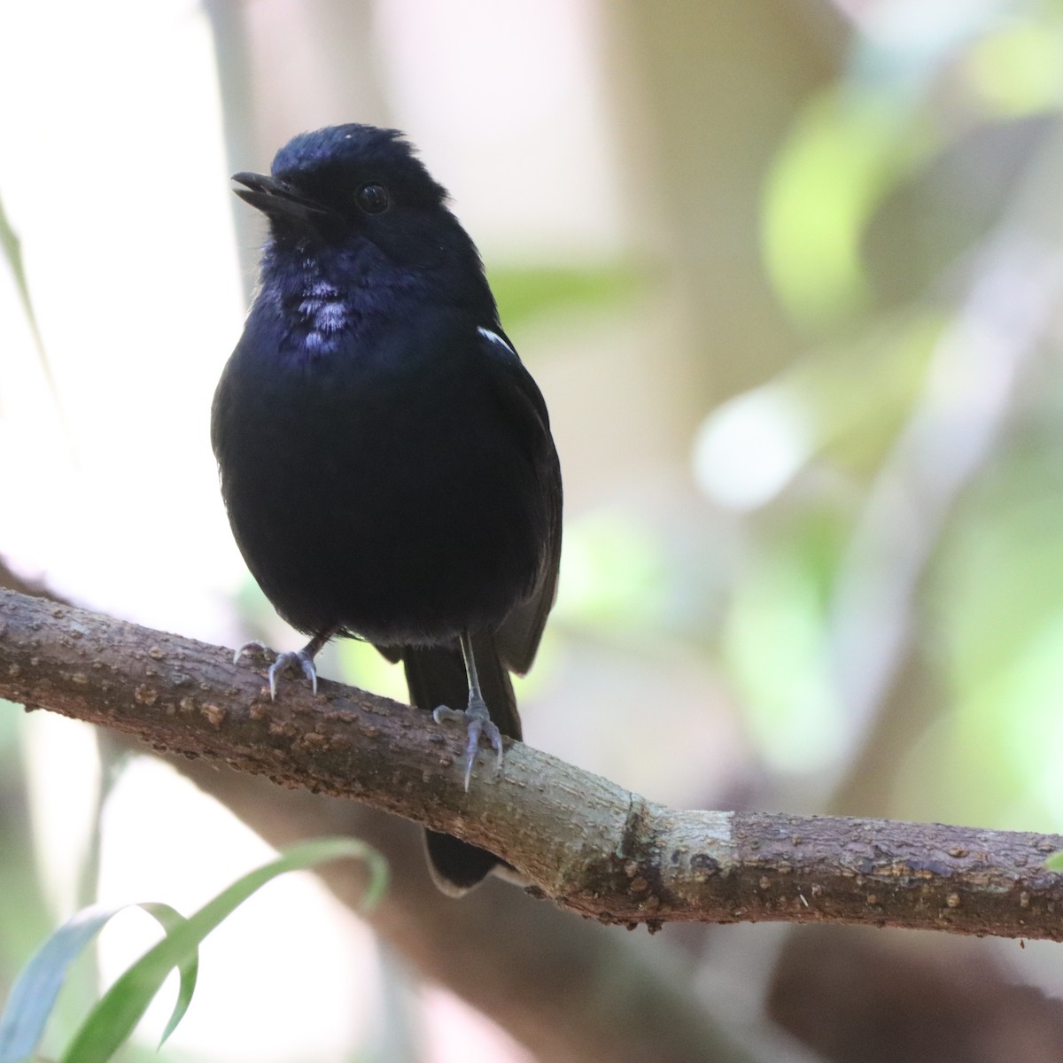 Madagascar Magpie-Robin - ML643989135