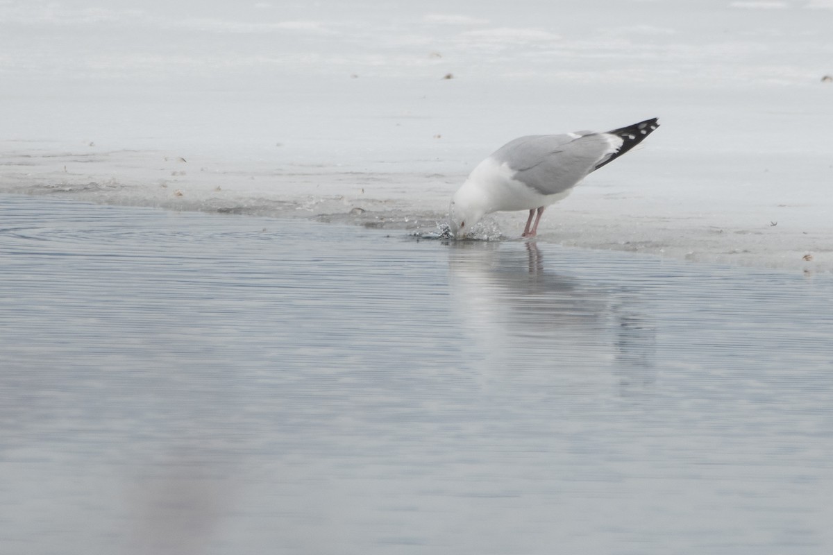 American Herring Gull - ML643989141
