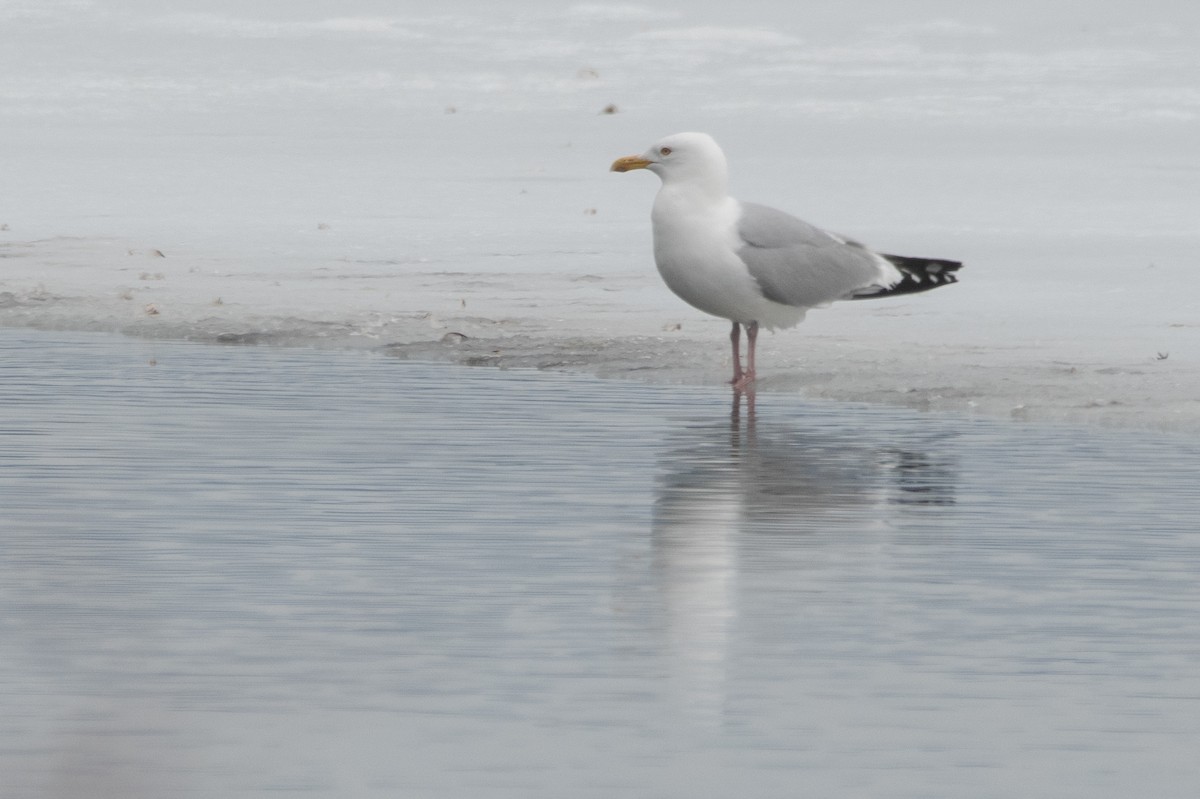 American Herring Gull - ML643989142