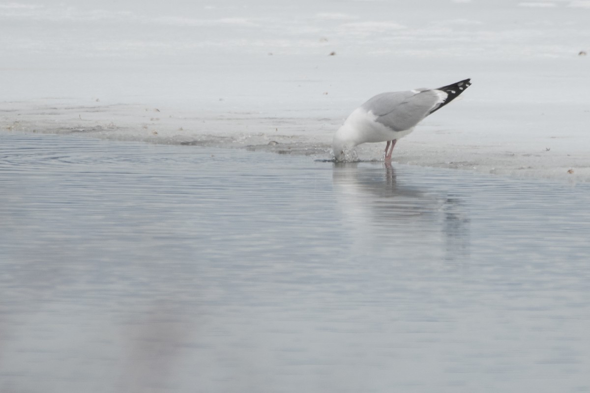 American Herring Gull - ML643989143