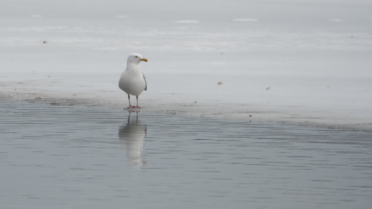 American Herring Gull - ML643989144