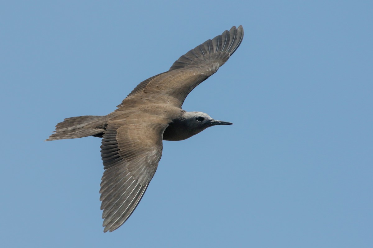 Lesser Noddy - ML643989166