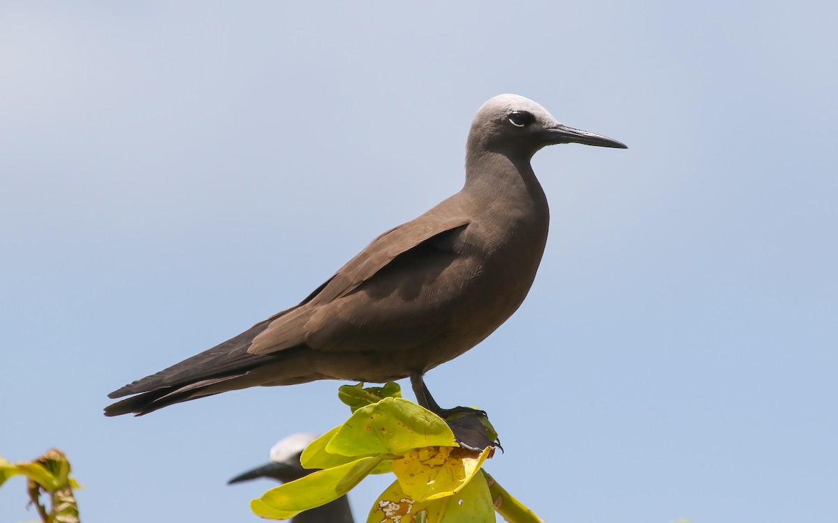 Lesser Noddy - ML643989167