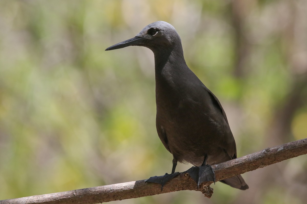 Lesser Noddy - ML643989168