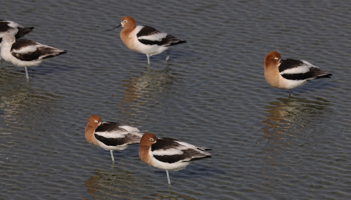 Avocette d'Amérique - ML643989169
