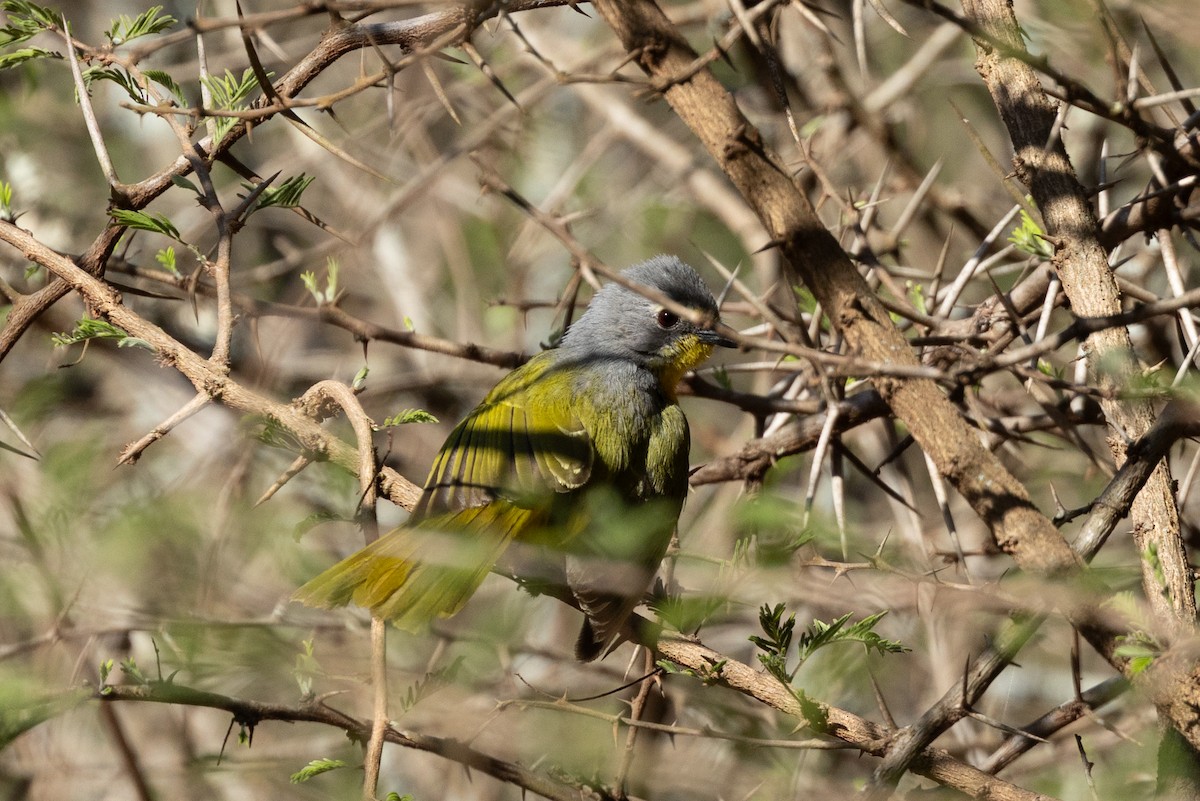 Желтогрудый апалис - ML643989173