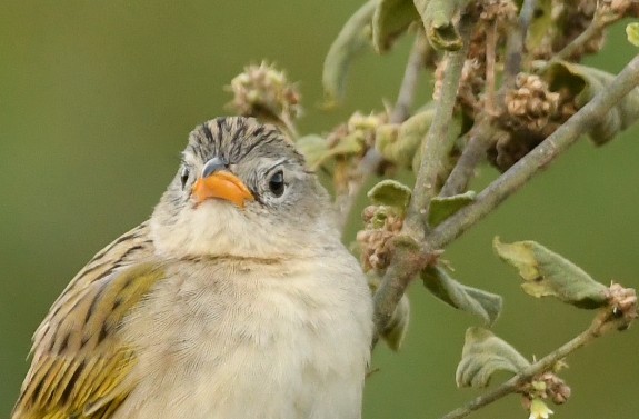 Wedge-tailed Grass-Finch - ML643989205