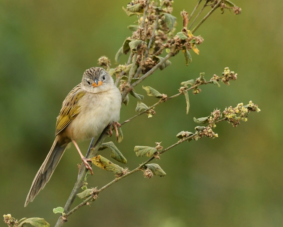 Wedge-tailed Grass-Finch - ML643989216