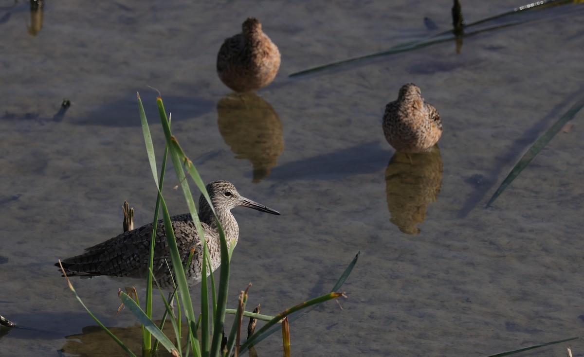 Chevalier semipalmé (semipalmata) - ML643989252