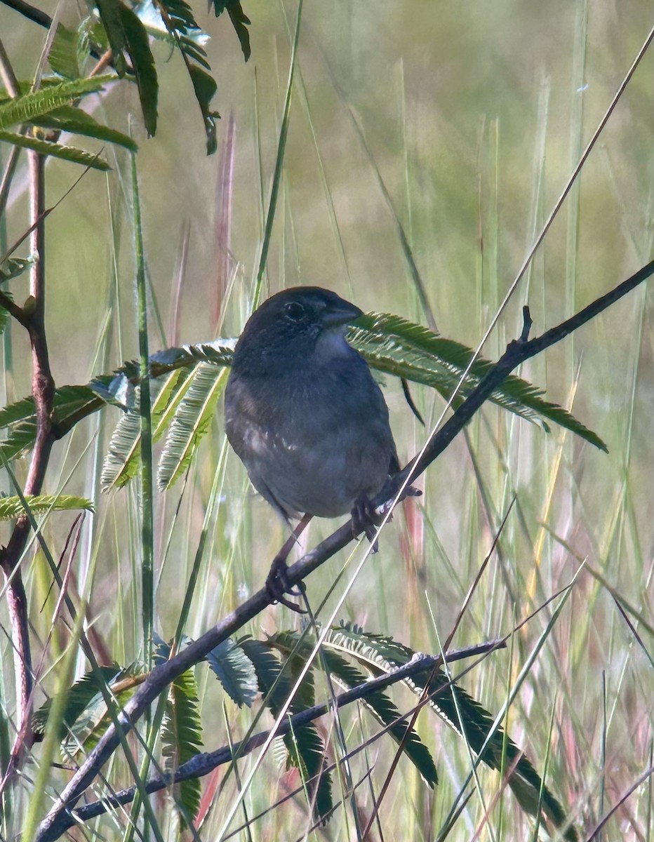 Botteri's Sparrow - ML643989253