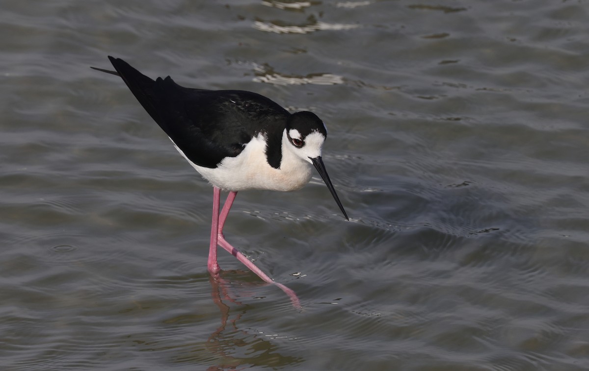 Échasse d'Amérique (mexicanus) - ML643989272