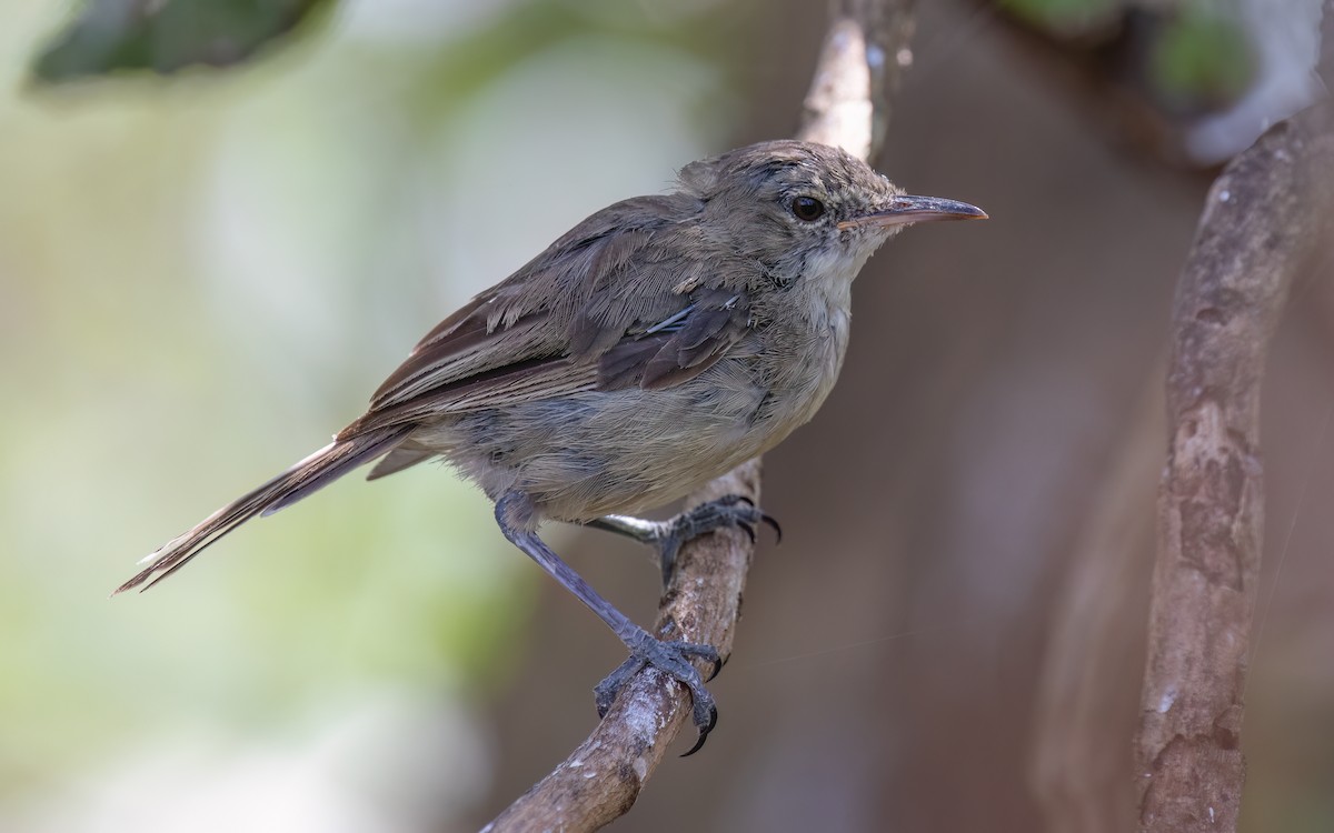 Seychelles Warbler - ML643989280