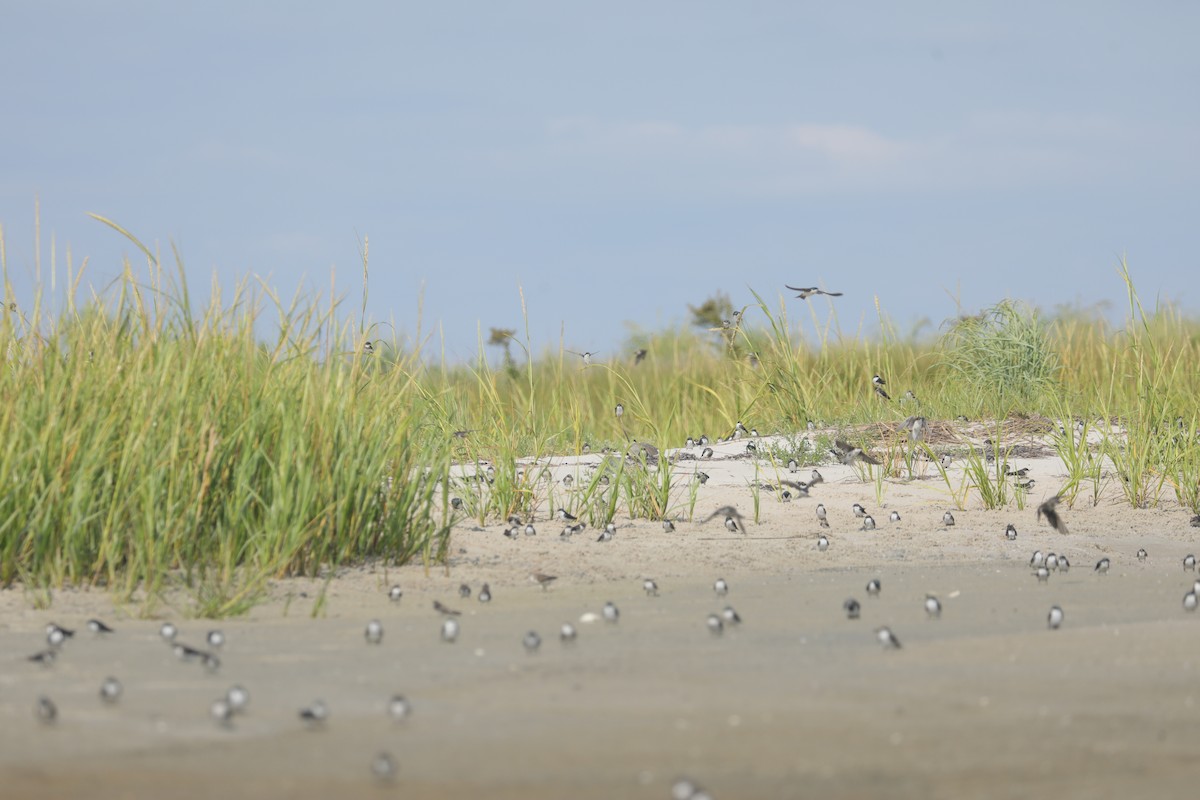 Tree Swallow - ML643989286