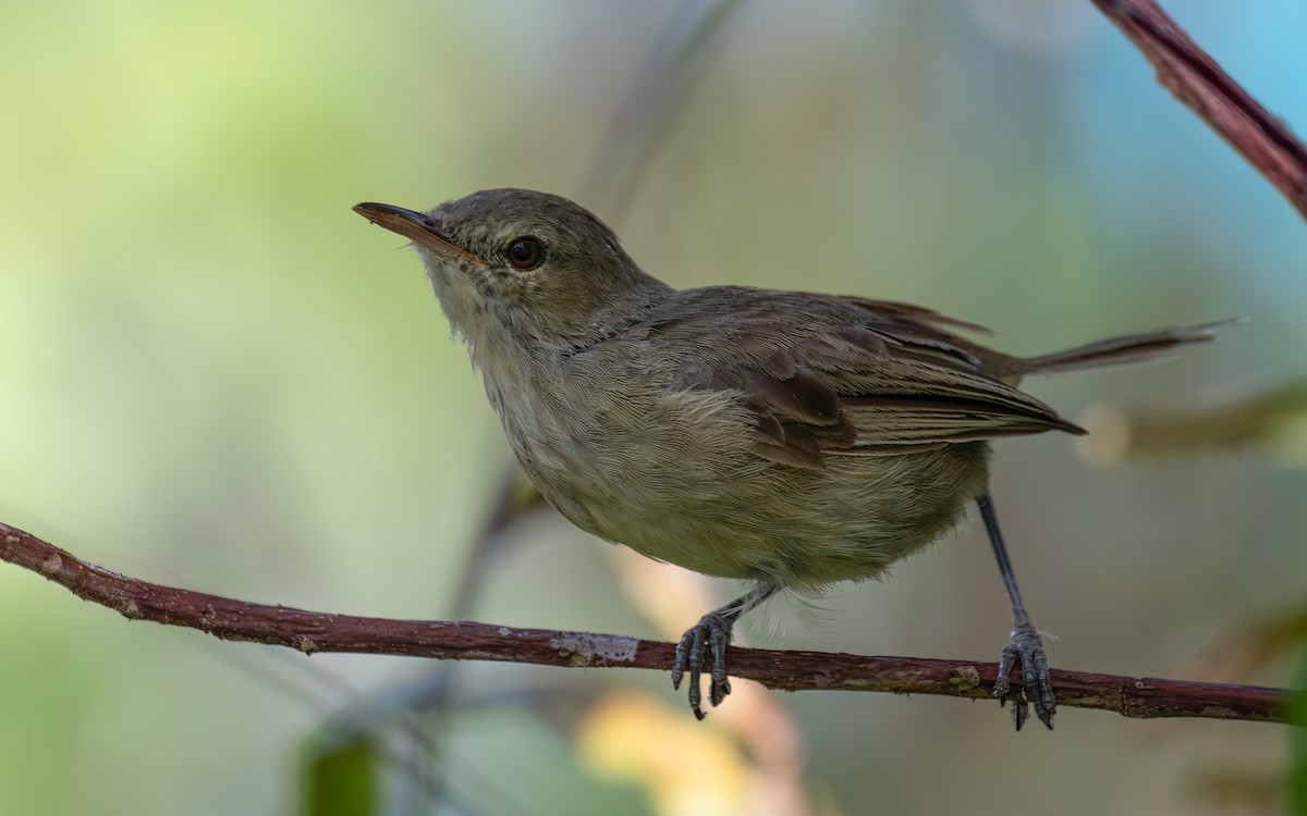 Seychelles Warbler - ML643989289