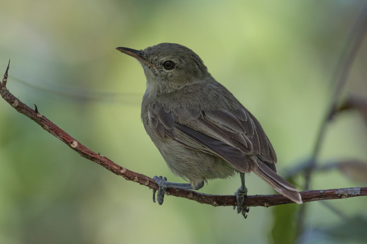 Seychelles Warbler - ML643989290