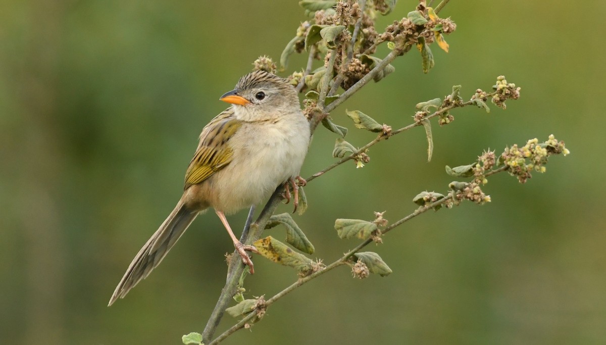 Wedge-tailed Grass-Finch - ML643989291