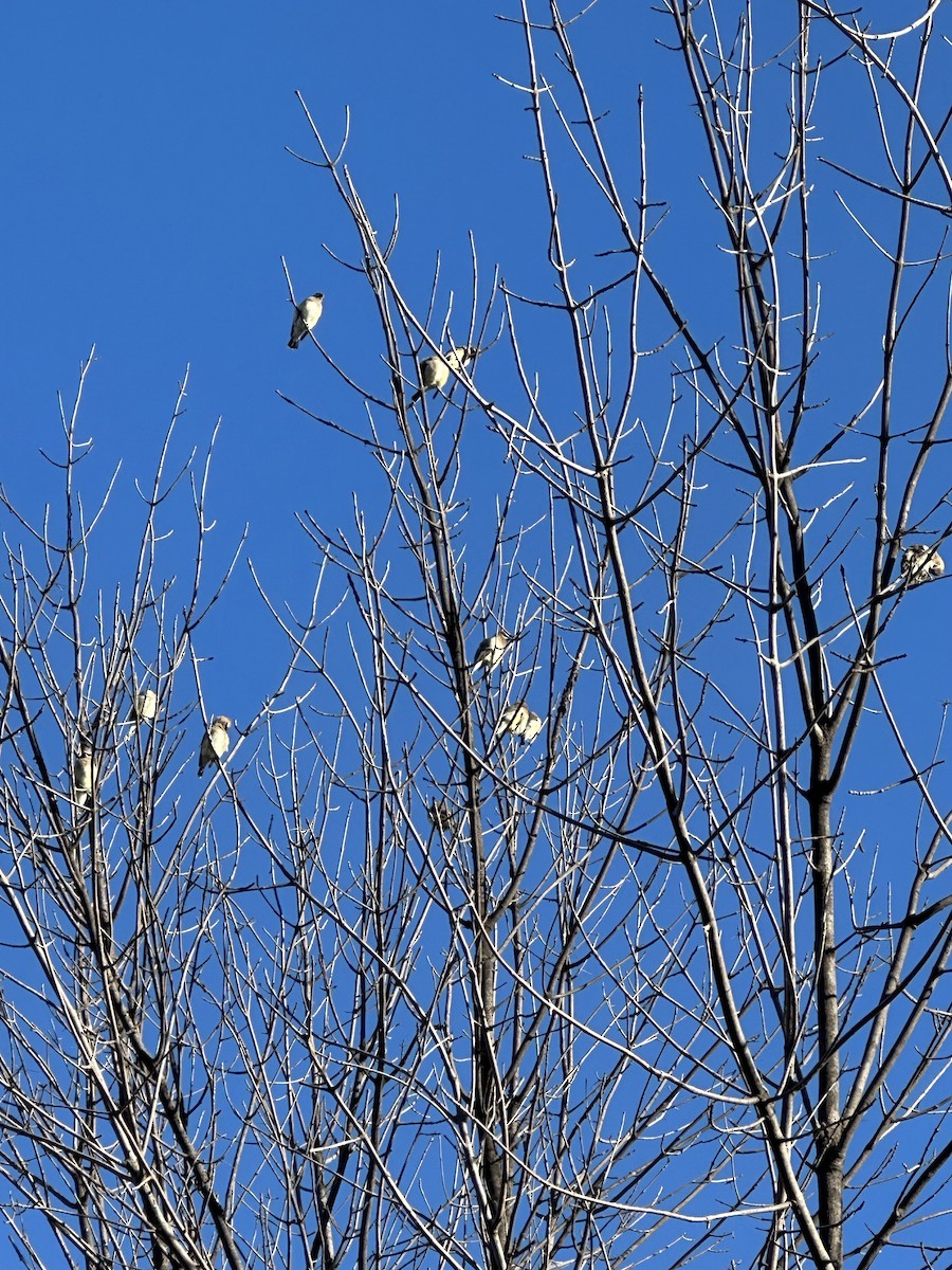 Cedar Waxwing - ML643989299