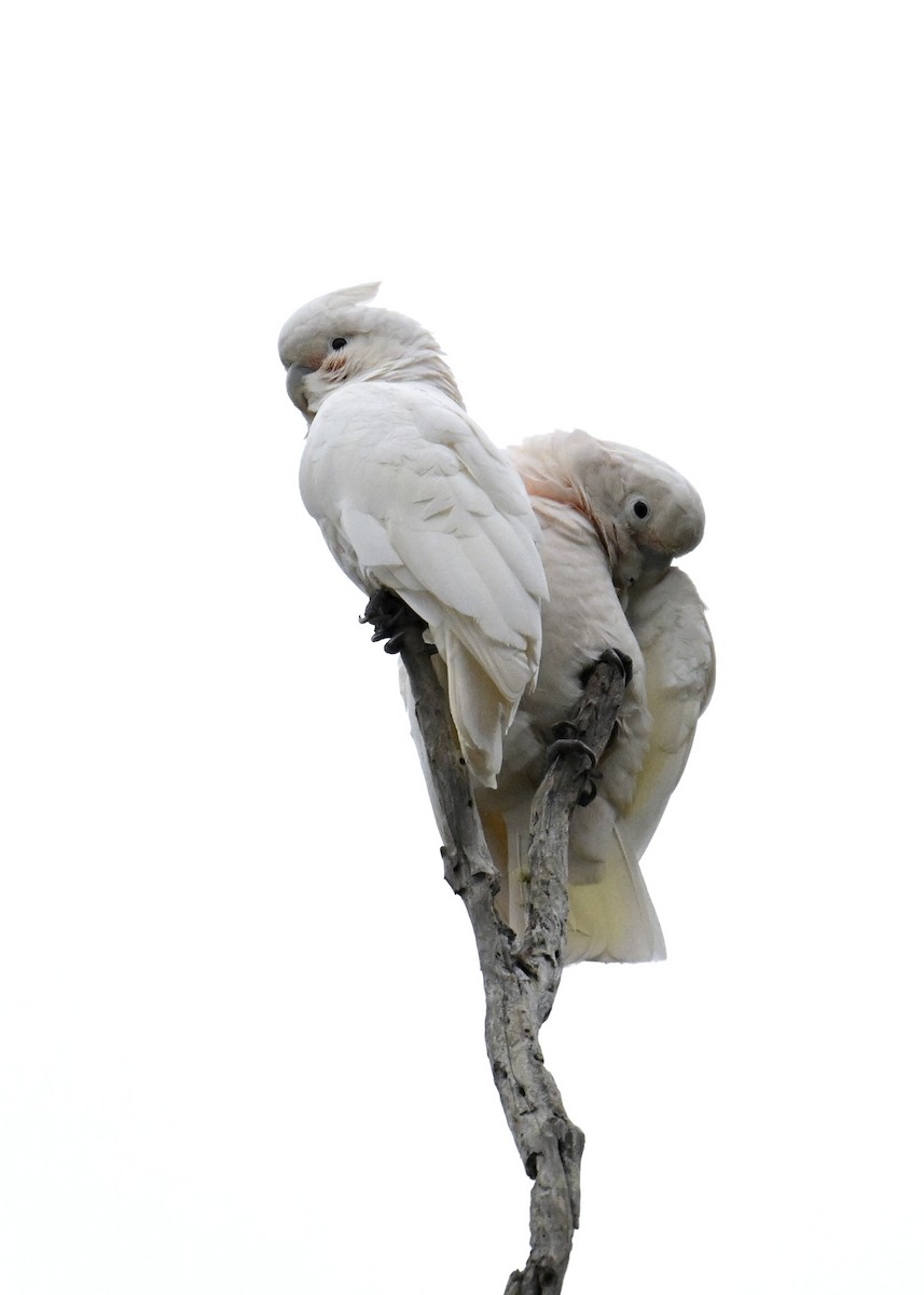 Какаду танімбарський - ML643989302