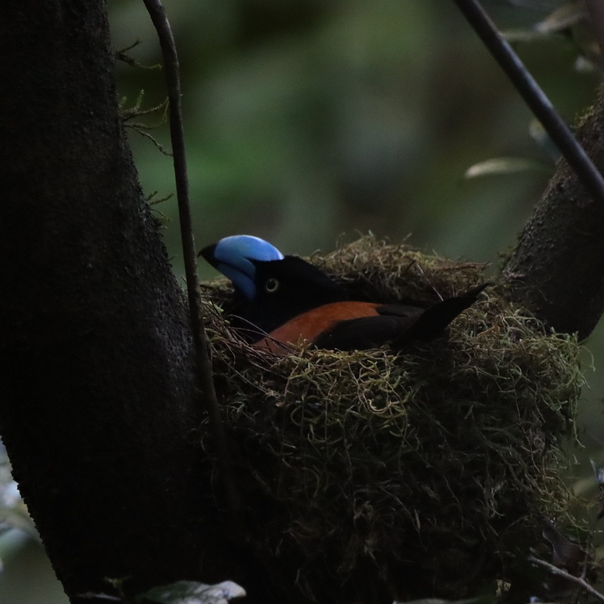 stornebbvanga - ML643989305