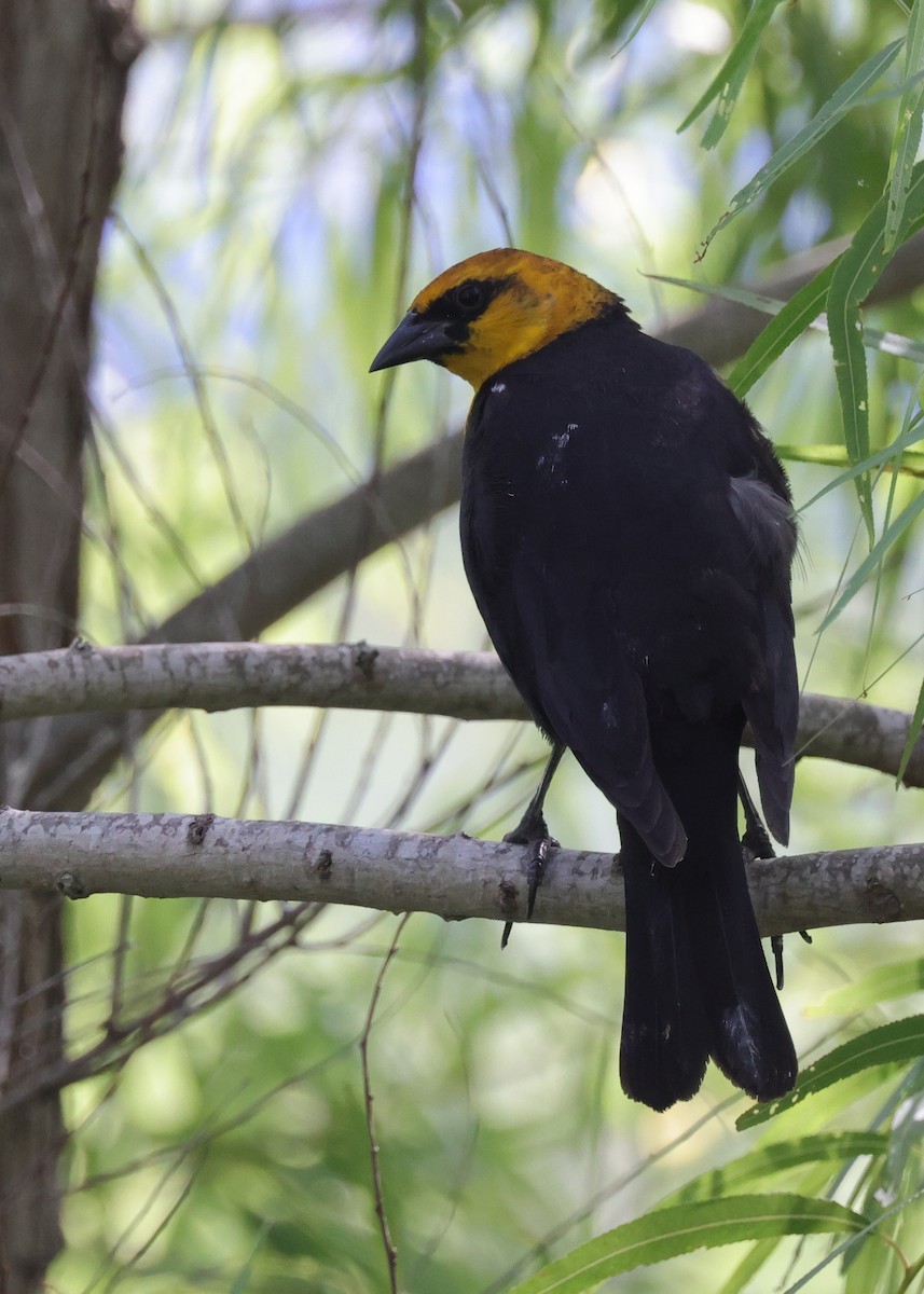 Carouge à tête jaune - ML643989306