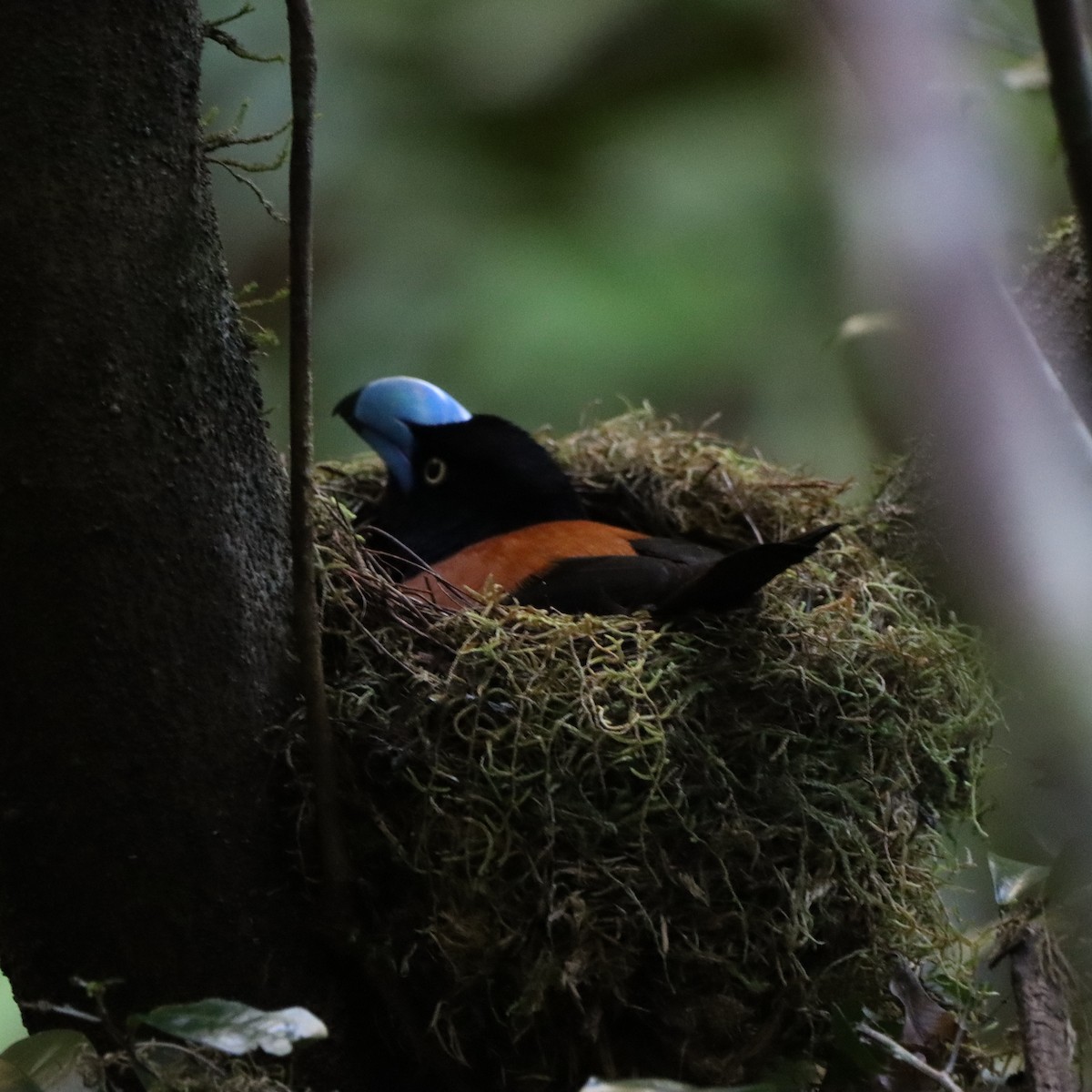 stornebbvanga - ML643989308