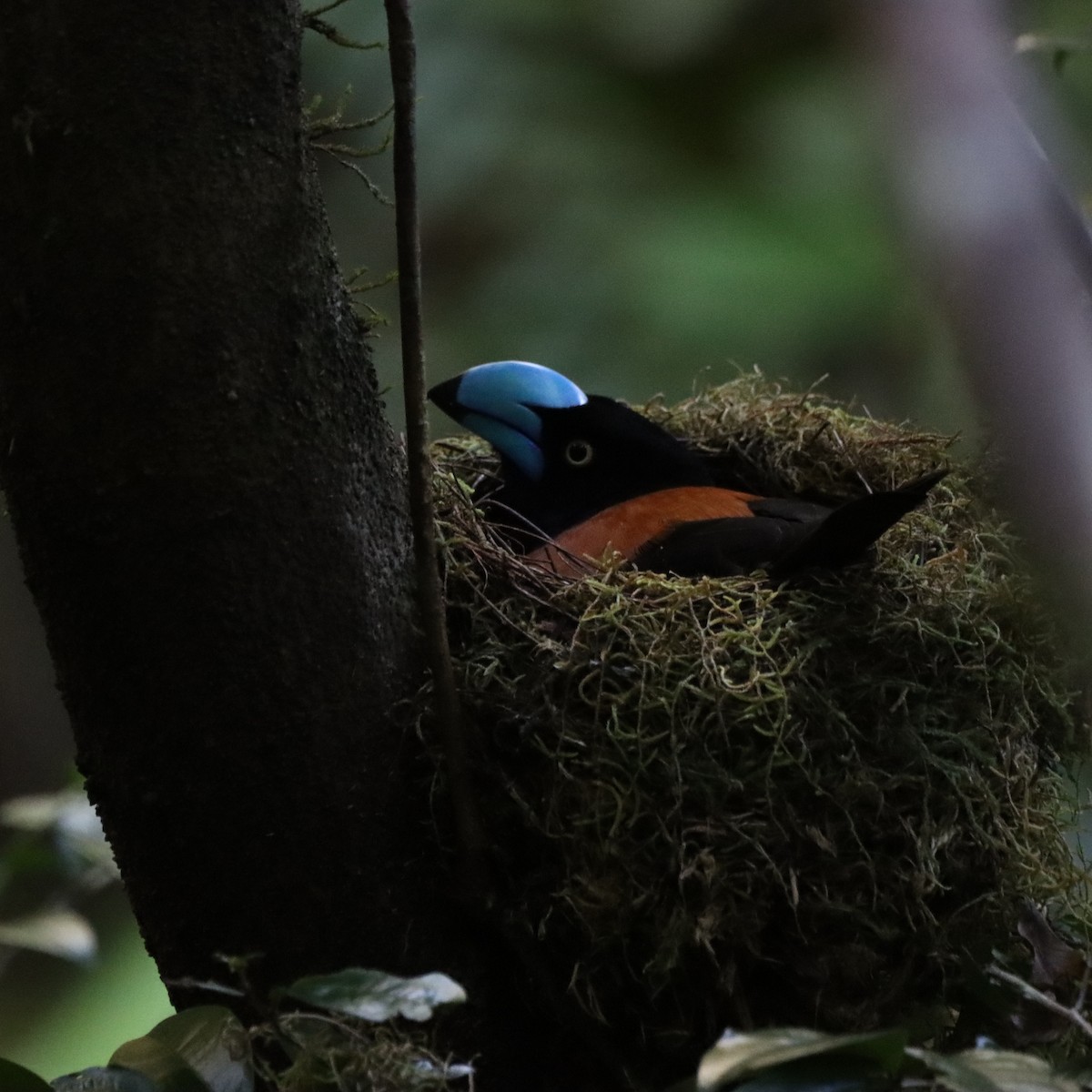 stornebbvanga - ML643989323