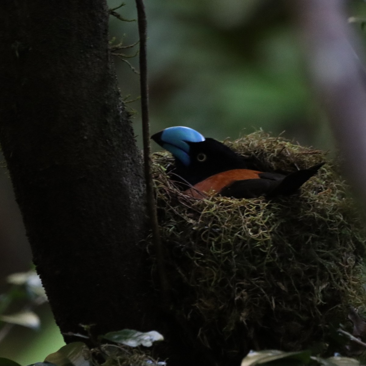 stornebbvanga - ML643989329