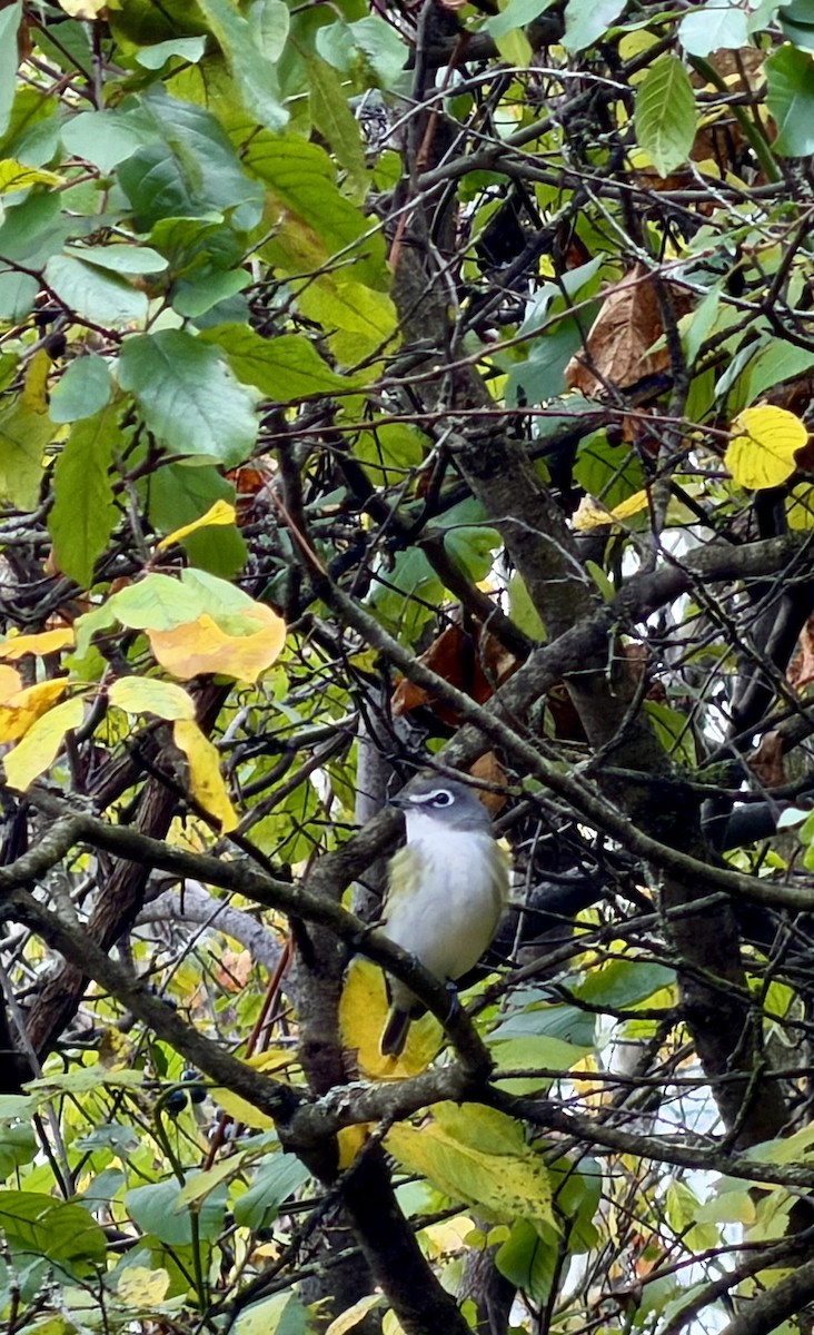 Graukopfvireo - ML643989336