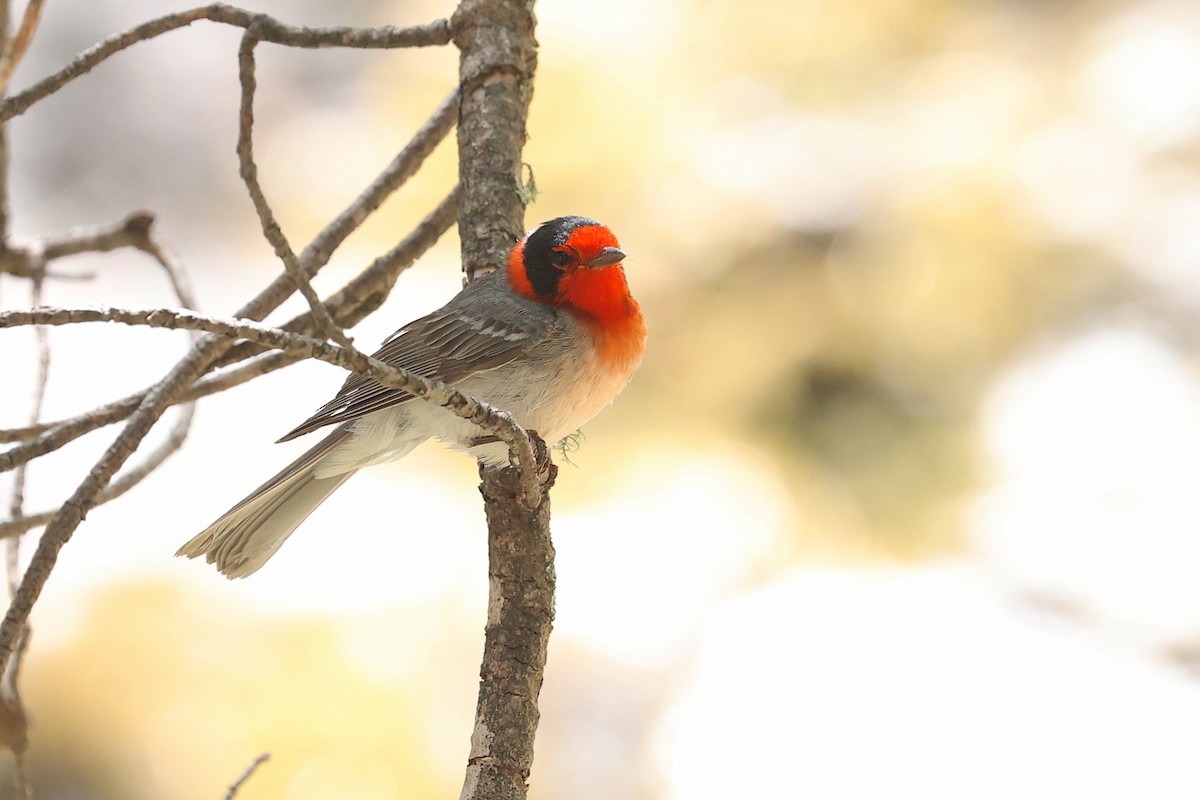 Red-faced Warbler - ML643989338