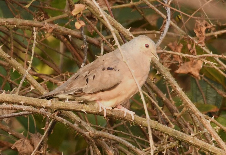 Zwergtäubchen - ML643989344