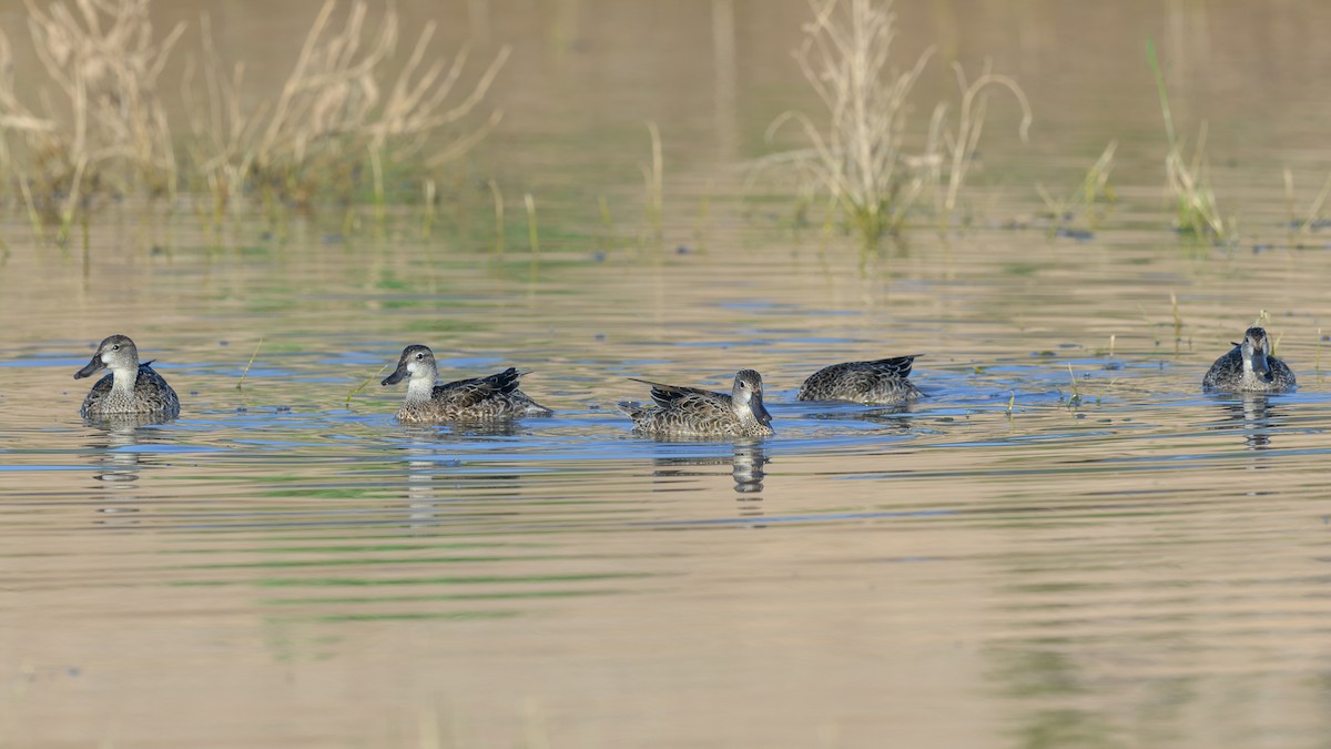 Blue-winged Teal - ML643989350