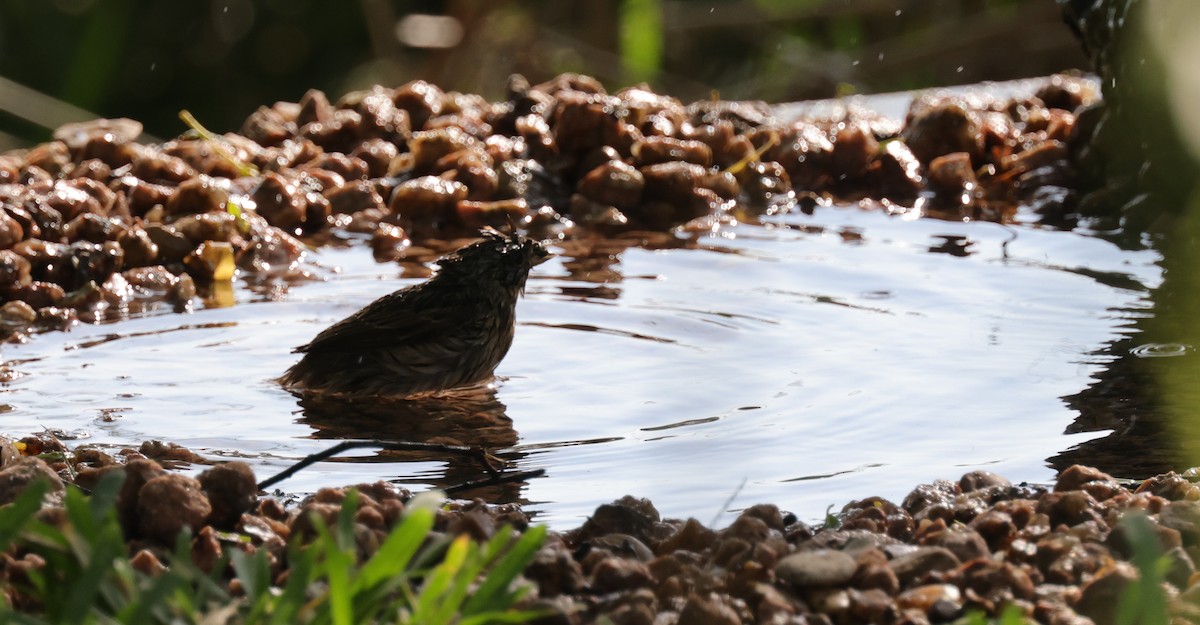 Bruant de Lincoln - ML643989355