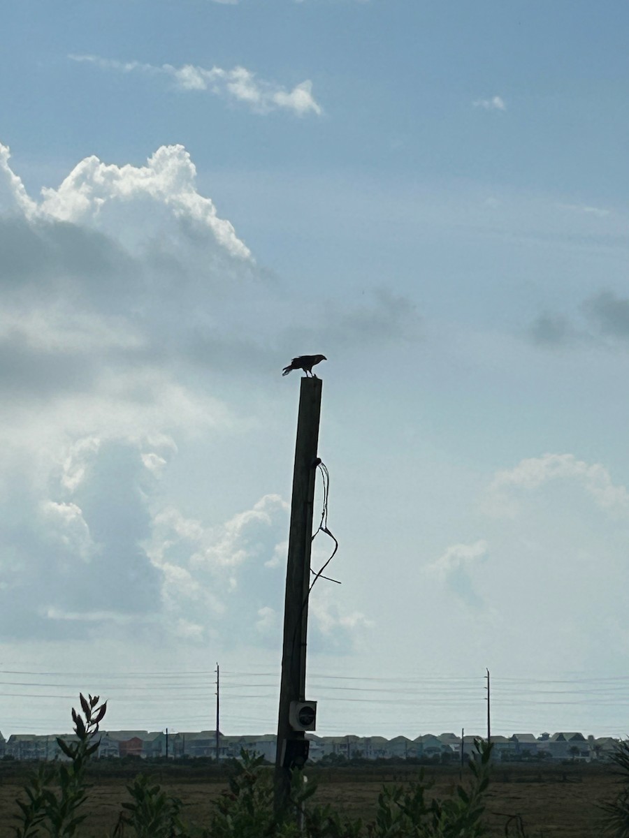 Yellow-headed Caracara - ML643989357