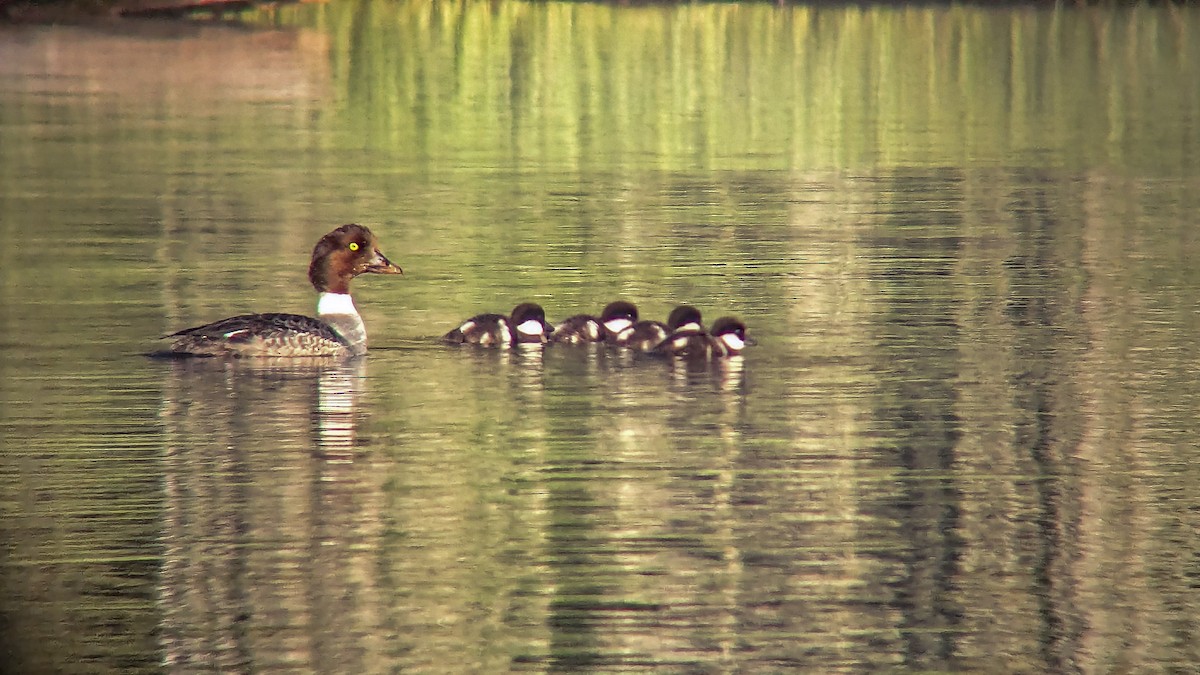Barrow's Goldeneye - ML643989359