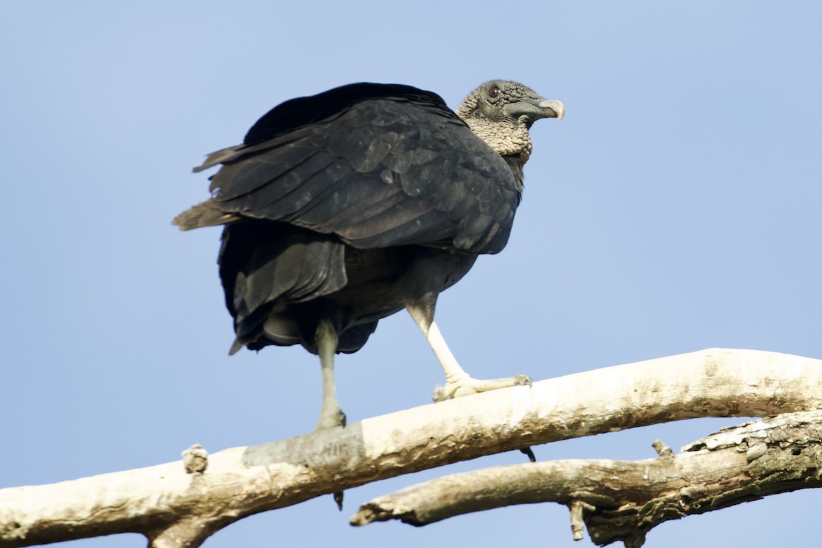 Black Vulture - ML643989378
